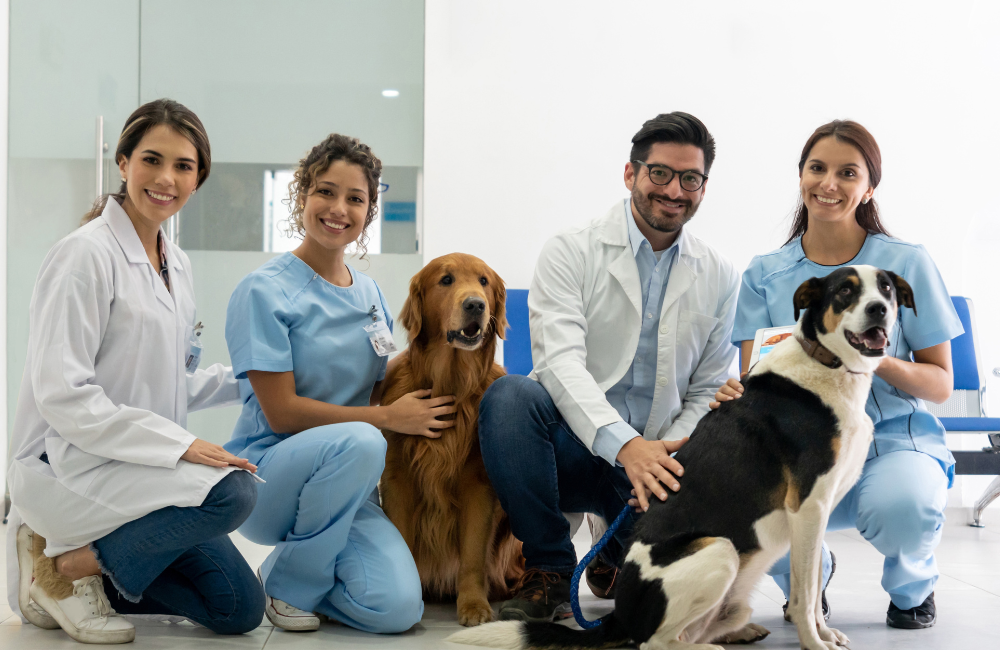 Gestão Contábil Especializada para Clínicas Veterinárias: Por que Escolher?